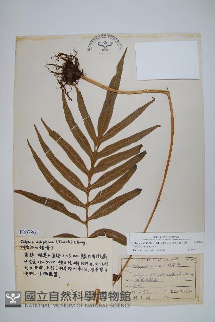 大線蕨藏品圖，第1張