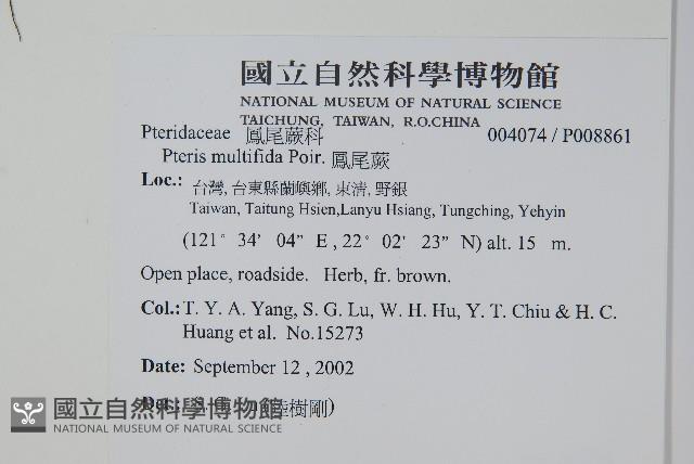 鳳尾蕨藏品圖，第2張