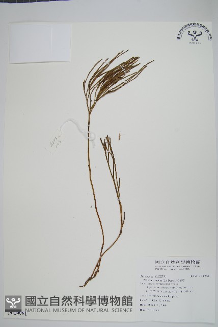 松葉蕨藏品圖，第1張