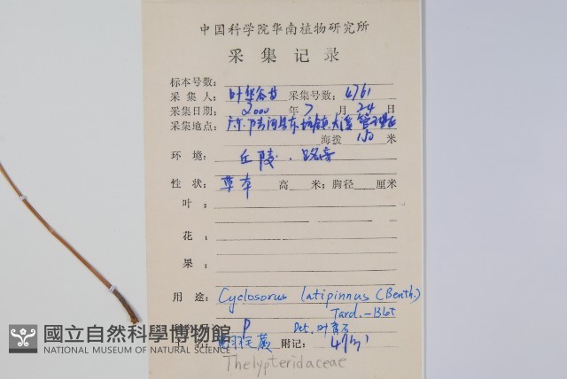 寬羽毛蕨藏品圖，第2張