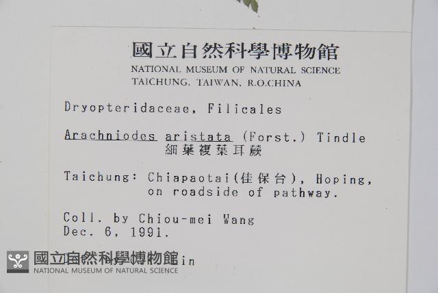 細葉複葉耳蕨藏品圖，第2張