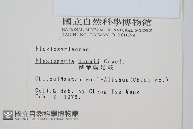 倒葉瘤足蕨藏品圖，第2張