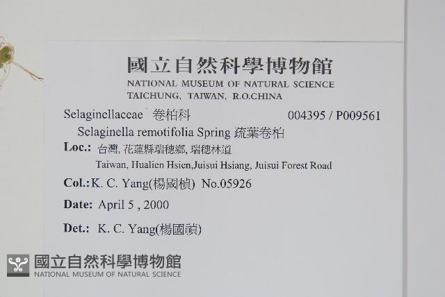 疏葉卷柏藏品圖，第2張