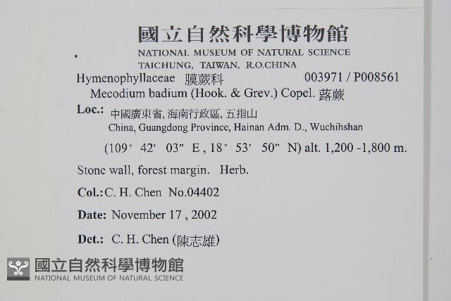 蕗蕨藏品圖，第2張