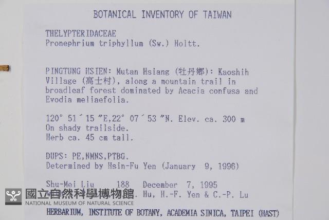 新月蕨藏品圖，第2張