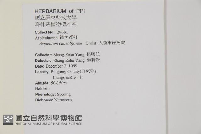 大蓬萊鐵角蕨藏品圖，第2張