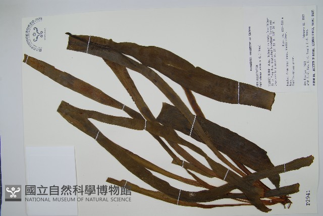 帶狀瓶爾小草藏品圖，第1張
