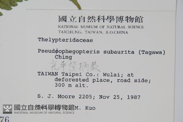 光囊紫柄蕨藏品圖，第2張