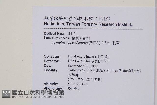 刺蕨藏品圖，第2張