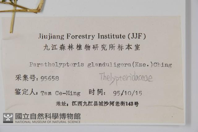 密腺副金星蕨藏品圖，第2張