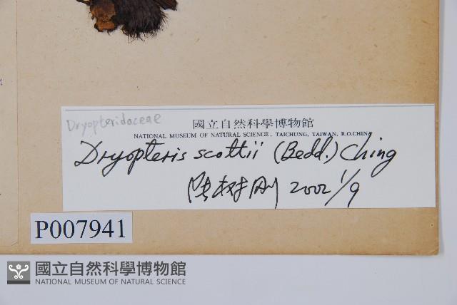 史氏鱗毛蕨藏品圖，第2張