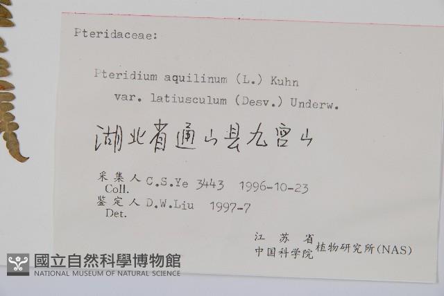 蕨藏品圖，第2張