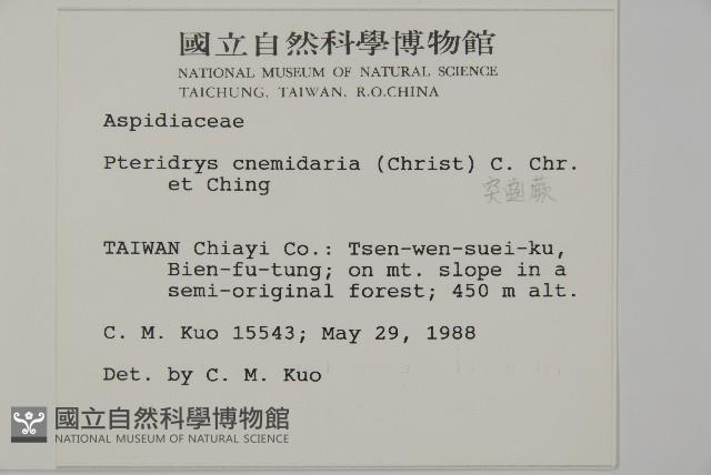 長柄牙蕨藏品圖，第2張