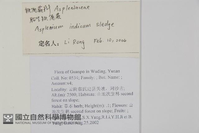 胎生鐵角蕨藏品圖，第2張