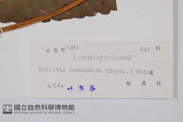 海南實蕨藏品圖，第2張