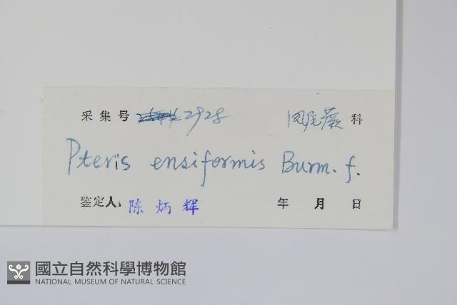 箭葉鳳尾蕨藏品圖，第2張