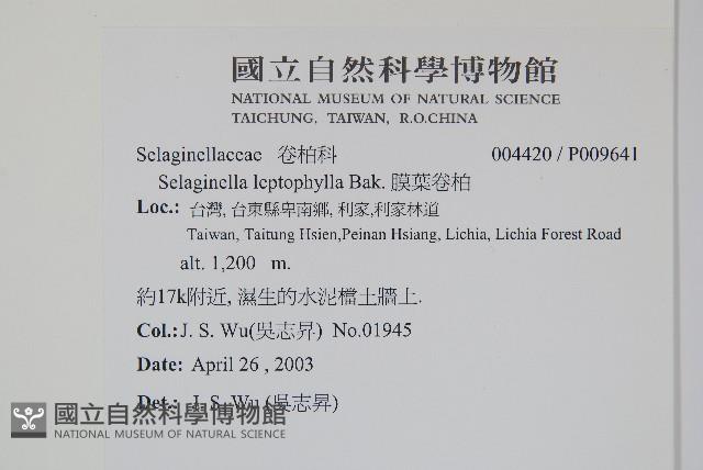 膜葉卷柏藏品圖，第2張