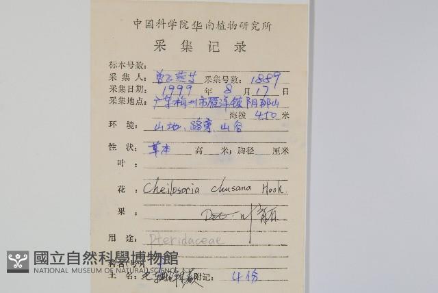 毛軸碎米蕨藏品圖，第2張