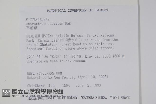 車前蕨藏品圖，第2張