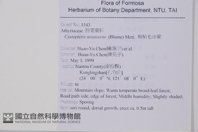 粗柄毛冷蕨藏品圖，第2張