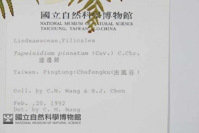 達邊蕨藏品圖，第2張