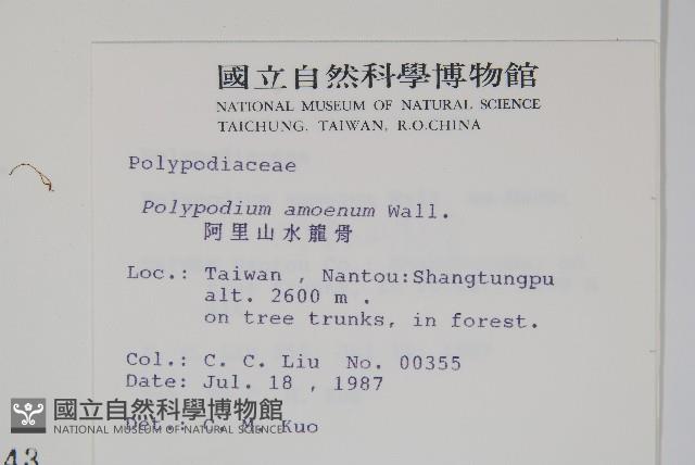 阿里山水龍骨藏品圖，第2張