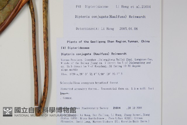 雙扇蕨藏品圖，第2張