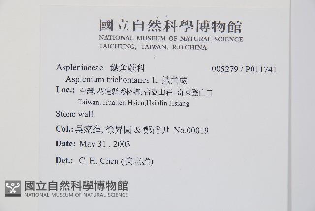 鐵角蕨藏品圖，第2張