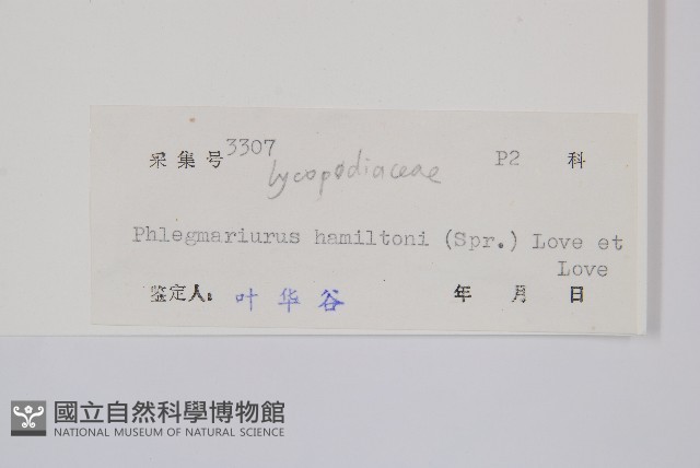 喜馬馬尾杉藏品圖，第2張