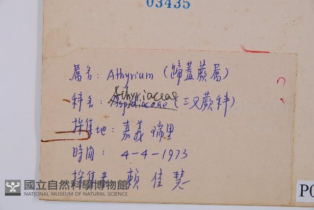 假蹄蓋蕨、東洋蹄蓋蕨藏品圖，第2張