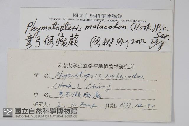 彎弓假瘤蕨藏品圖，第2張