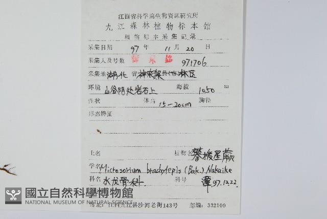 波氏星蕨藏品圖，第2張