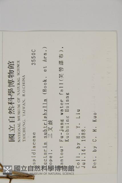 三叉蕨藏品圖，第2張