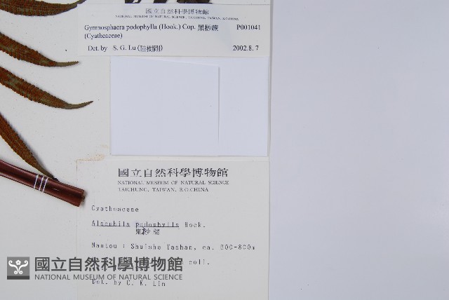 黑桫蕨藏品圖，第8張