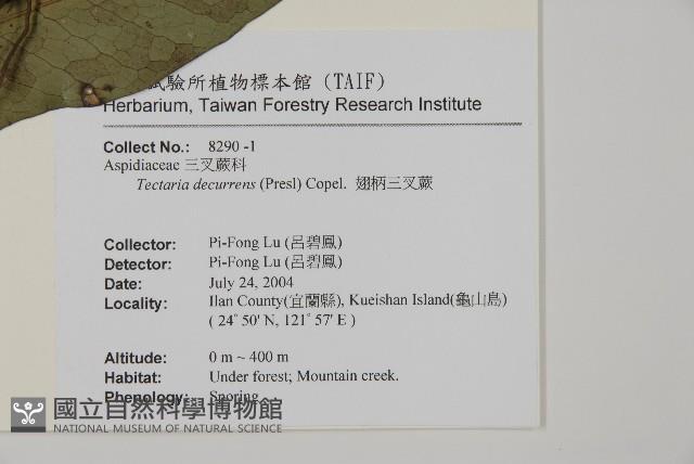 翅柄三叉蕨藏品圖，第2張