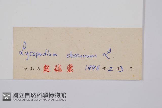 玉柏、玉柏石松藏品圖，第2張