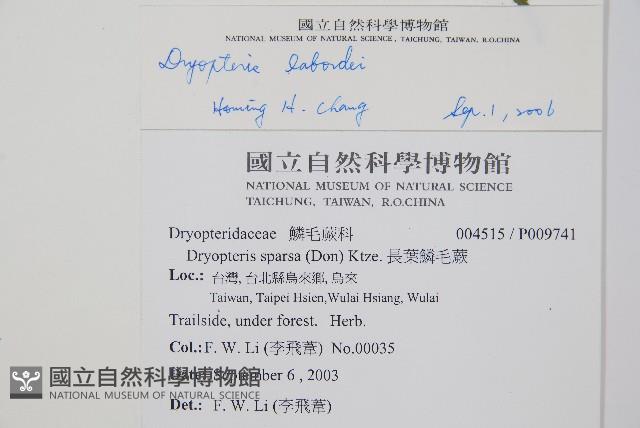 疏葉鱗毛蕨藏品圖，第2張