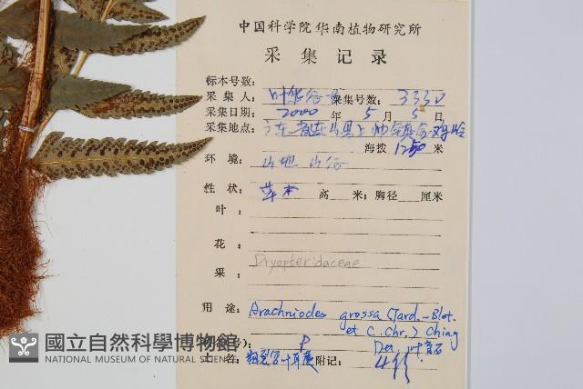 粗裂複葉耳蕨藏品圖，第2張