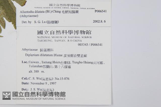 毛柄短腸蕨藏品圖，第2張