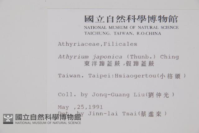 東洋蹄蓋蕨、假蹄蓋蕨藏品圖，第2張