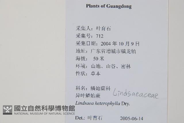 異葉鱗始蕨藏品圖，第2張