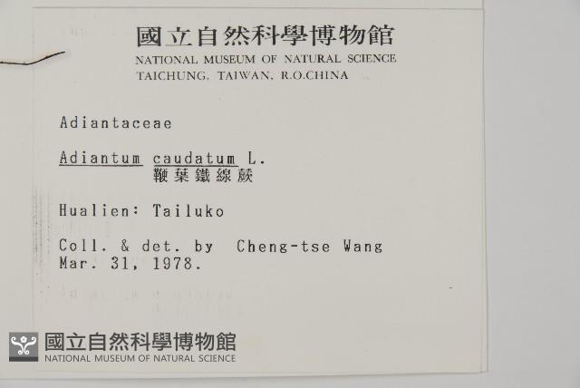 馬來鐵線蕨藏品圖，第2張