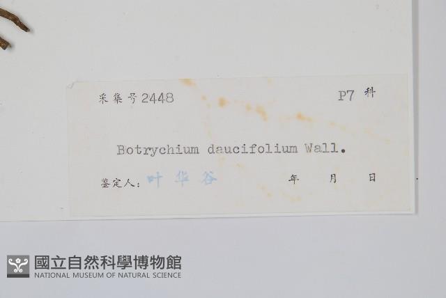 薄葉大陰地蕨藏品圖，第2張