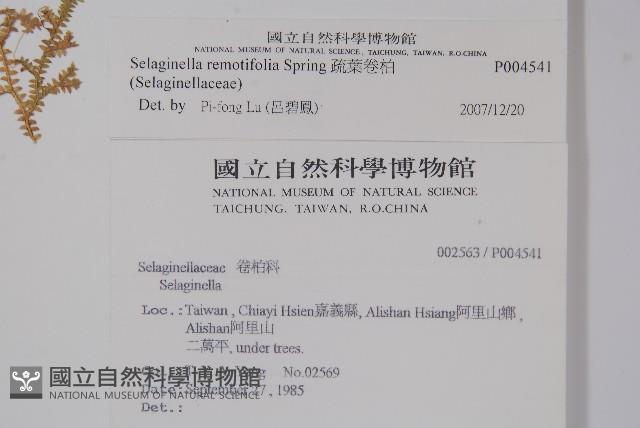 疏葉卷柏藏品圖，第2張