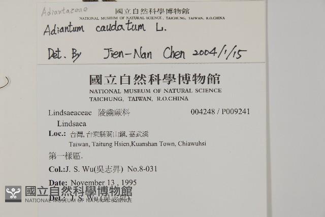 鞭葉鐵線蕨藏品圖，第2張