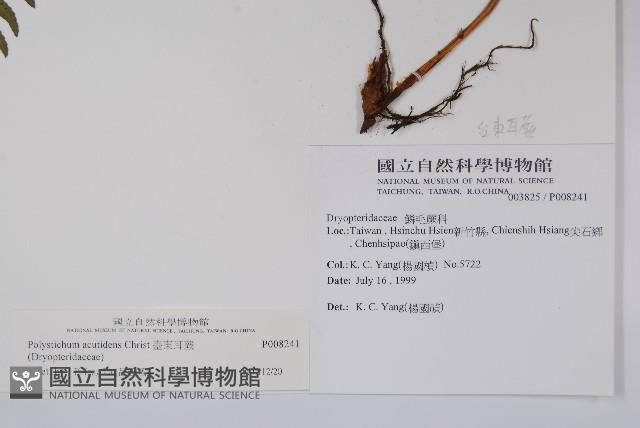 臺東耳蕨藏品圖，第2張