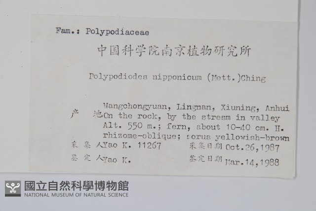 日本水龍骨藏品圖，第2張
