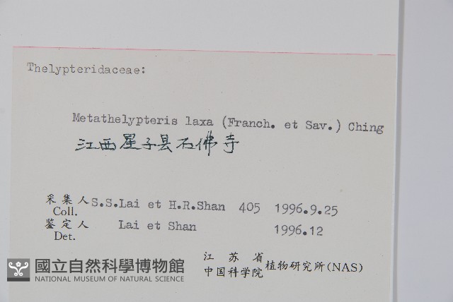 柔葉凸軸蕨藏品圖，第2張