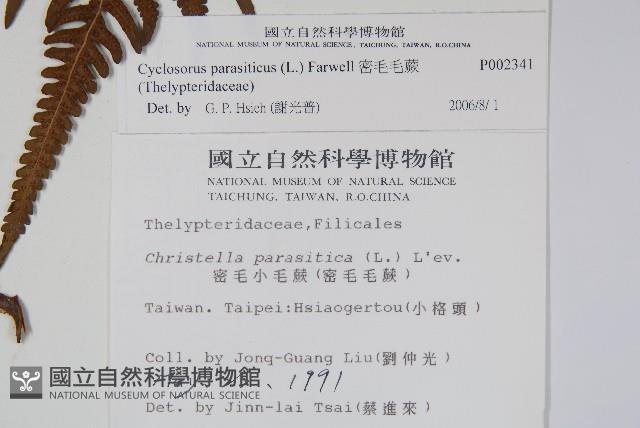 密毛毛蕨藏品圖，第2張