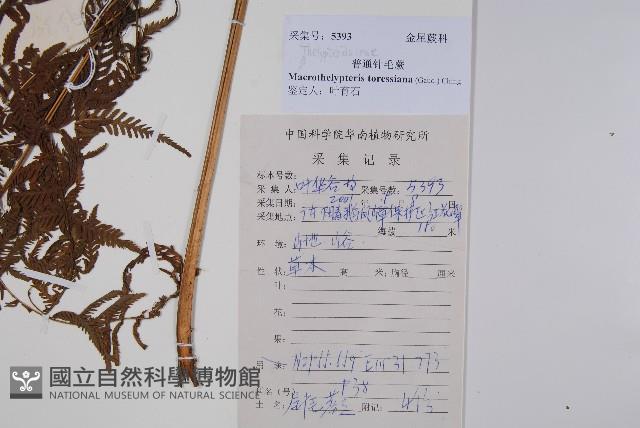 普通針毛蕨藏品圖，第1張